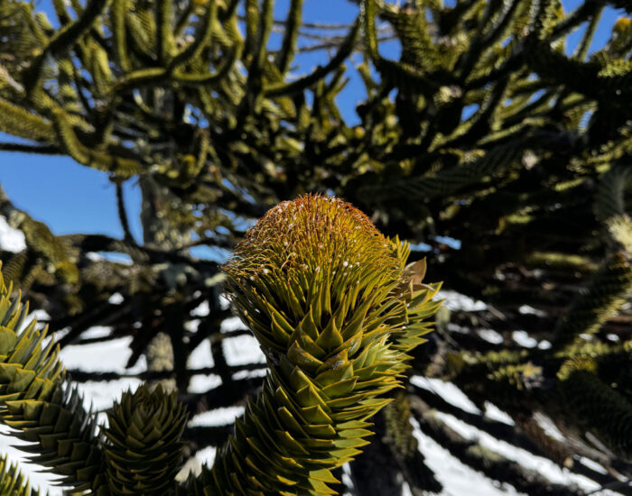 sierra6